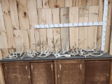 25.2 Lbs Of Whitetail Shed Antlers