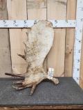 10.8 Lbs Alaskan Moose Shed Antler