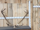 Caribou Antlers On Skull Plate