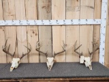 3 Sets Of Whitetail Antlers On Skull