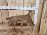 13.2 Lbs Self Standing Moose Shed Antler