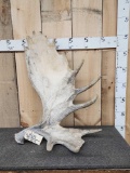 16.6 Lbs Alaskan Moose Shed Antler