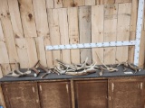 31.8 Lbs Of Elk Antler