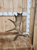 4.6 Lbs Self Standing Moose Shed Antler