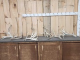 17.2 Lbs Of Whitetail Shed Antlers
