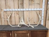 Set Of Alaskan Caribou Antlers