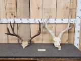 2 Sets Of Mule Deer Antlers