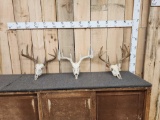 3 Sets Of Whitetail Antlers On Skull