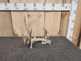 Main Frame 6 Point Whitetail Shed Antler