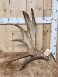 9.8 Lbs Moose Shed Antler