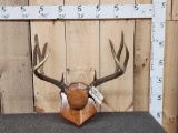 5x5 Mule Deer Antlers On Plaque