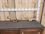 2 Sets Of Whitetail Antlers On Skull Plate