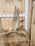 10.8 Lbs Moose Shed Antler