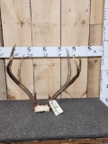 4x4 Mule Deer Antlers On Skull Plate
