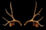 185? Wild Wyoming Mule Deer Shed Antlers