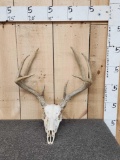 4x4 Whitetail Antlers On Skull