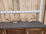 2 Sets Of Whitetail Antlers On Skull Plate