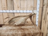 12.8 Lbs Self Standing Moose Shed Antler
