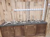 19.2 Lbs Of Whitetail Shed Antlers
