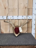 Main Frame 4x4 Whitetail Antlers On Plaque