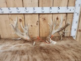 Big Set Of Whitetail Shed Antlers