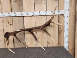 Cool Nontypical Elk Shed Antler