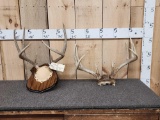 2 Sets Of Whitetail Antlers