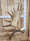 11.8 Lbs Self Standing Moose Shed Antler