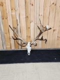 GIANT Nontypical Elk Antlers On Skull