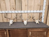 3 Sets Of Whitetail Antlers On Skulls