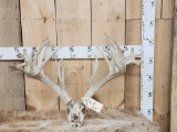 Giant 300 Class Whitetail Antlers On Skull