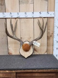 4x5 Mule Deer Antlers On Plaque