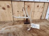 5 Point Wild Iowa Whitetail Shed Antler