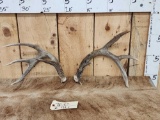 Nice Main Frame 4x4 Wild Canadian Whitetail Shed Antlers