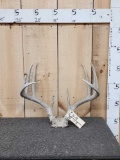 5x5 Whitetail Antlers On Skull Plate