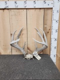 5x5 Whitetail Antlers On Skull Plate