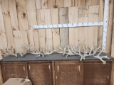 5 Big Matched Sets Of Whitetail Shed Antlers 25.4 Lbs