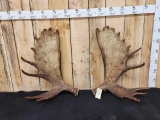 Nice Big Set Of Alaskan Moose Shed Antlers