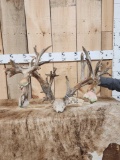 300 Class Whitetail Antlers On Skull Plate