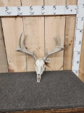 Mini Monster 5x5 Whitetail Antlers On Skull