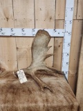6.6 Lbs Self Standing Moose Shed Antler