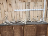 23.6 Lbs Of Whitetail Cut Off Antlers