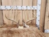Kansas King Replica Whitetail Antlers