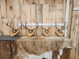 4 Sets Of Deer Antlers On Plaques