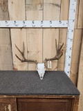 4x4 Mule Deer Antlers On Skull