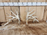 Set Of BIG Gnarly Nontypical Whitetail Shed Antlers