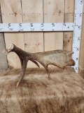 5.2 Lbs Self Standing Moose Shed Antler
