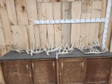 20.2 Lbs Of Whitetail Shed Antlers