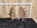 Set Of 30.2 Lbs Alaskan Moose Shed Antlers