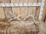 Gnarly Nontypical Whitetail Shed Antlers